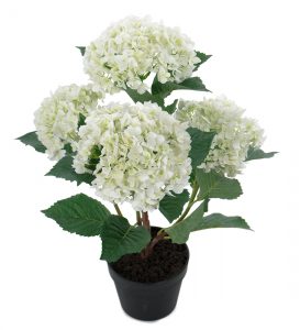 Hortensia 65